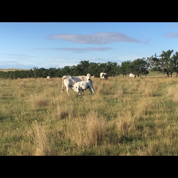 Meet your Posher, Grace - Picture 1 of 1